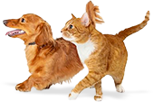 ǭ