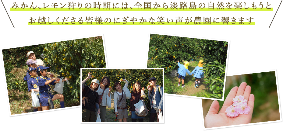 みかん、レモン狩りの時期には、全国から淡路島の自然を楽しもうとお越しくださる皆様のにぎやかな笑い声が農園に響きます