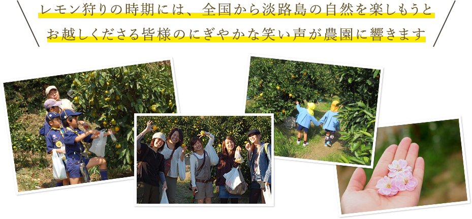 レモン狩りの時期には、全国から淡路島の自然を楽しもうとお越しくださる皆様のにぎやかな笑い声が農園に響きます