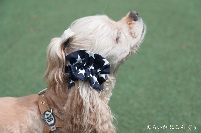 愛犬の耳を彩るイヤーシュシュ アメリカンシリーズ 横から　星