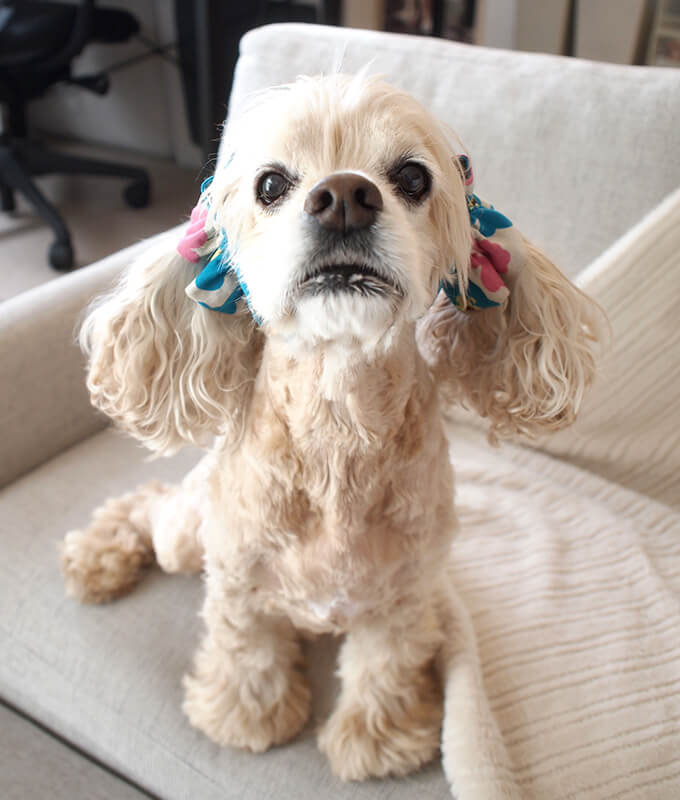 䡼奷塡̲ȥ꡼ʥ֥롼ߥԥ󥯡ˡĹȡ