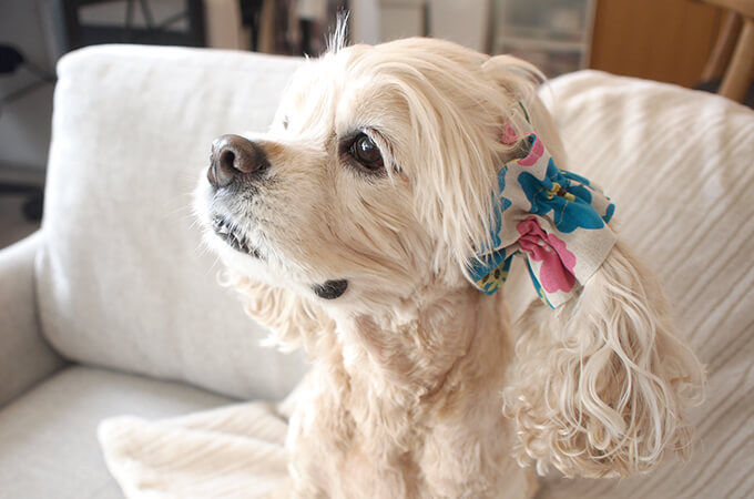 䡼奷塡̲ȥ꡼ʥ֥롼ߥԥ󥯡ˡĹ塡