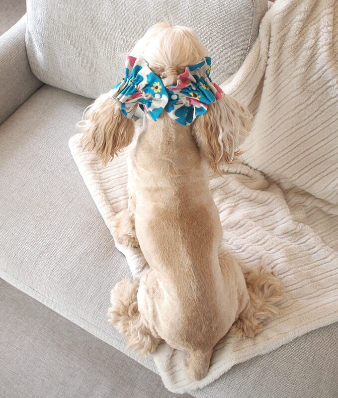 䡼奷塡̲ȥ꡼ʥ֥롼ߥԥ󥯡ˡĹȡ