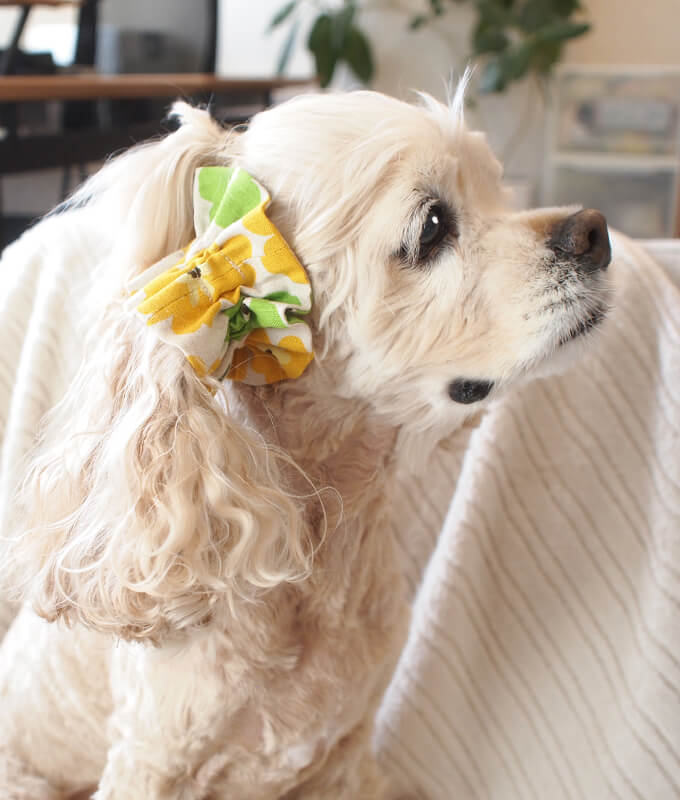 䡼奷塡̲ȥ꡼ʥߥ꡼ˡĹ塡