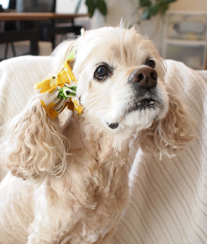 䡼奷塡̲ȥ꡼ʥߥ꡼ˡĹ塡Фᤫ