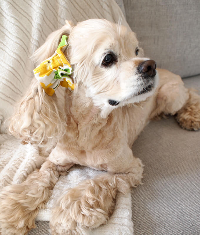 䡼奷塡̲ȥ꡼ʥߥ꡼ˡĹȡ