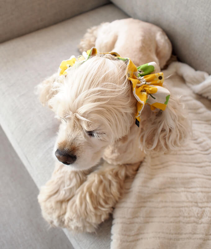 䡼奷塡̲ȥ꡼ʥߥ꡼ˡĹȡ夫