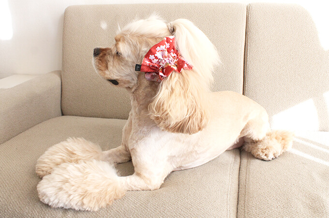 ����ꥫ�󥳥å������ѥ˥��뤬���Ѥ����ڥܥ�ܥ�ۥ��䡼���奷�� �º����꡼���ʼ�ˡ���켪�α��졦�����ڸ����ޤ�����ǥ롧���������Ĺ�����󥰥롧���ե��ξ��������������