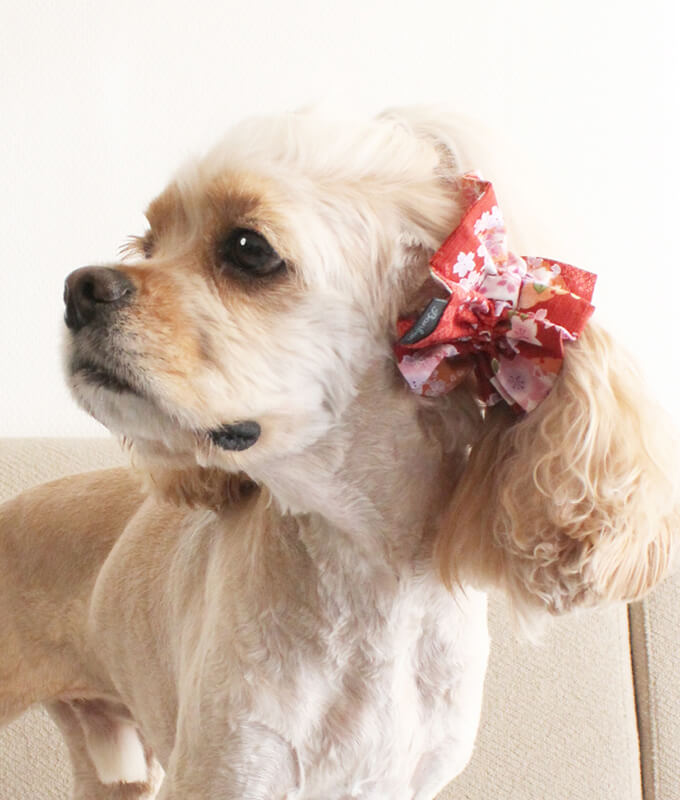 ����ꥫ�󥳥å������ѥ˥��뤬���Ѥ����ڥܥ�ܥ�ۥ��䡼���奷�� �º����꡼���ʼ�ˡ���켪�α��졦�����ڸ����ޤ����ĥ���ơ���Τ褦����ǥ롧���������Ĺ�����󥰥롧�������Υ��åס�������