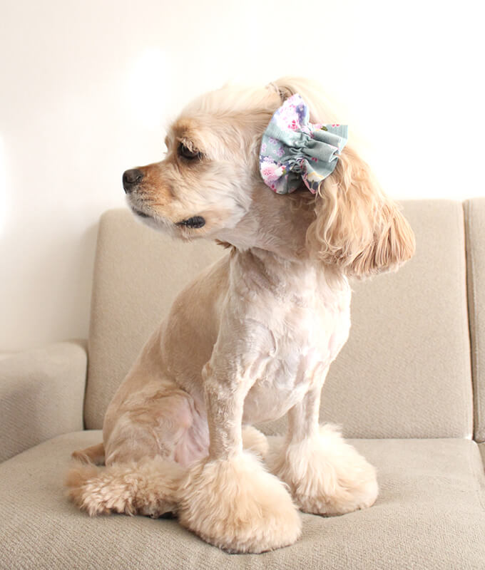 ����ꥫ�󥳥å������ѥ˥��뤬���Ѥ����ڥܥ�ܥ�ۥ��䡼���奷�� �º����꡼������Ǭ�ˡ���켪�α��졦�����ڸ����ޤ�����ǥ롧���������Ĺ