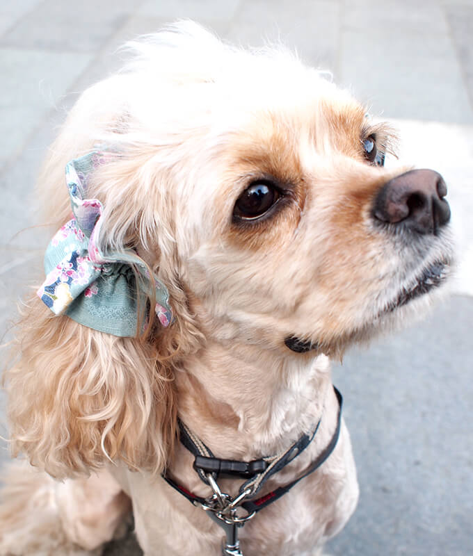 ����ꥫ�󥳥å������ѥ˥��뤬���Ѥ����ڥܥ�ܥ�ۥ��䡼���奷�� �º����꡼������Ǭ�ˡ���켪�α��졦�����ڸ����ޤ�����ǥ롧���������Ĺ�����󥰥롧���ҤǤ�����ꡣ�������Υ��å�