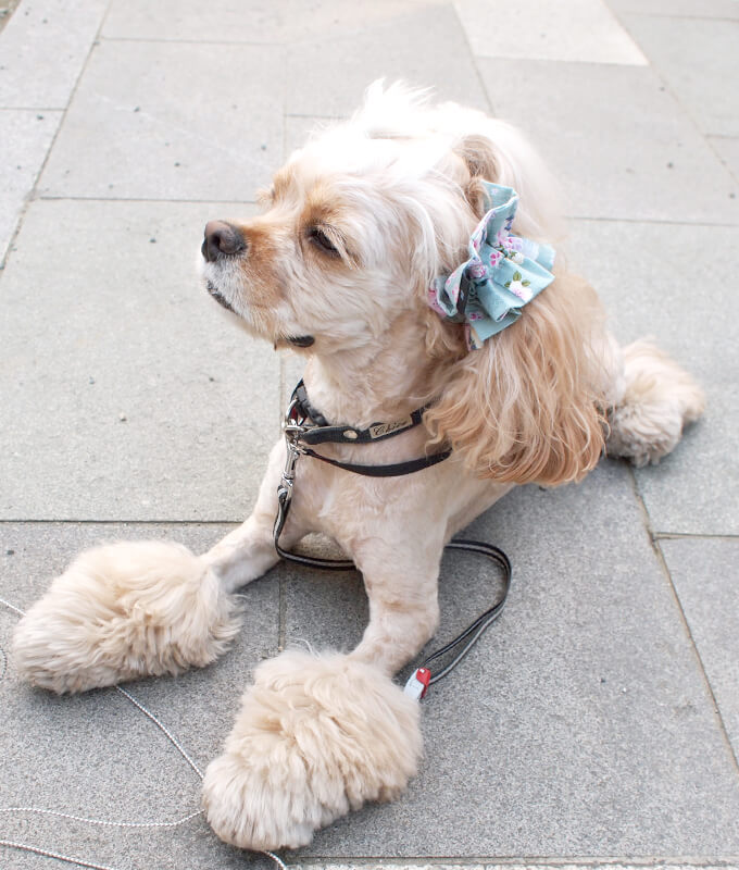 ����ꥫ�󥳥å������ѥ˥��뤬���Ѥ����ڥܥ�ܥ�ۥ��䡼���奷�� �º����꡼������Ǭ�ˡ���켪�α��졦�����ڸ����ޤ�����ǥ롧���������Ĺ�����󥰥롧���Ҥ����������Ȥ�Ф�夫�鸫�������Ƥ���