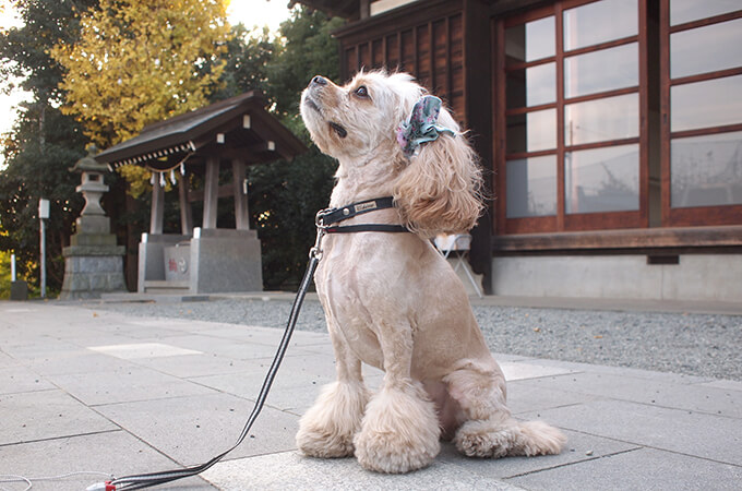 ����ꥫ�󥳥å������ѥ˥��뤬���Ѥ����ڥܥ�ܥ�ۥ��䡼���奷�� �º����꡼������Ǭ�ˡ���켪�α��졦�����ڸ����ޤ����ĥ���ơ���Τ褦����ǥ롧���������Ĺ�����󥰥롧���ҤǤ�����ꤷ�Ƹ��夲�Ƥ��롣���Ȥ��ǤäƤ��롣