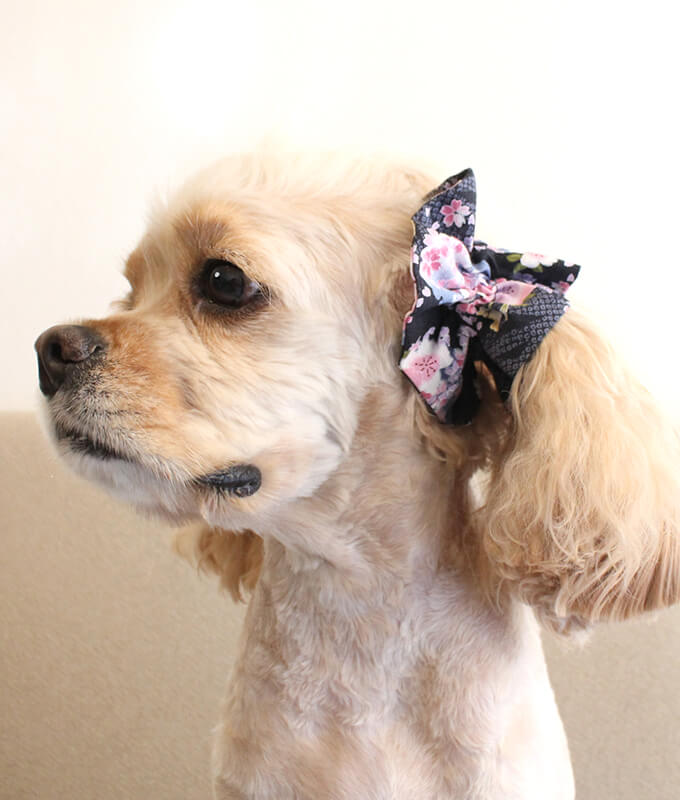 ����ꥫ�󥳥å������ѥ˥��뤬���Ѥ����ڥܥ�ܥ�ۥ��䡼���奷�� �º����꡼����ǻ���ˡ���켪�α��졦�����ڸ����ޤ�����ǥ롧���������Ĺ�����󥰥롧�����塢������