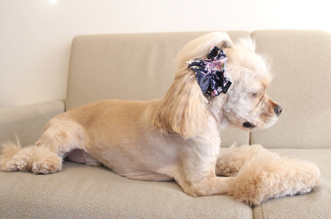 ����ꥫ�󥳥å������ѥ˥��뤬���Ѥ����ڥܥ�ܥ�ۥ��䡼���奷�� �º����꡼����ǻ���ˡ���켪�α��졦�����ڸ����ޤ�����ǥ롧���������Ĺ�����󥰥롧���ե��ξ��������������