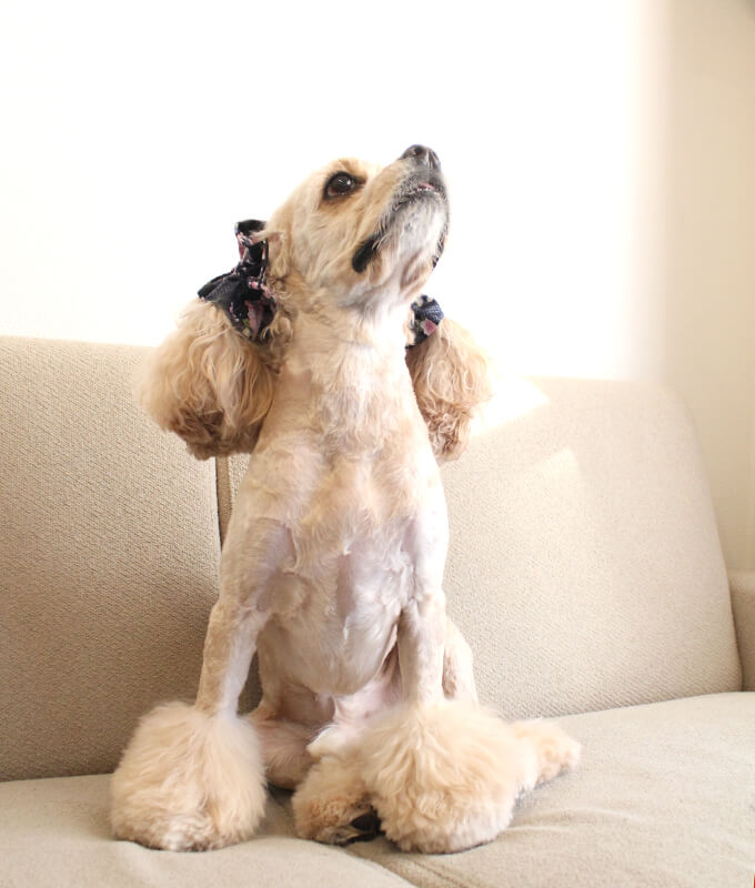 ����ꥫ�󥳥å������ѥ˥��뤬���Ѥ����ڥܥ�ܥ�ۥ��䡼���奷�� �º����꡼����ǻ���ˡ���켪�α��졦�����ڸ����ޤ�����ǥ롧���������Ĺ�����󥰥롧���ե��ξ�Ǥ�����ꡢ������