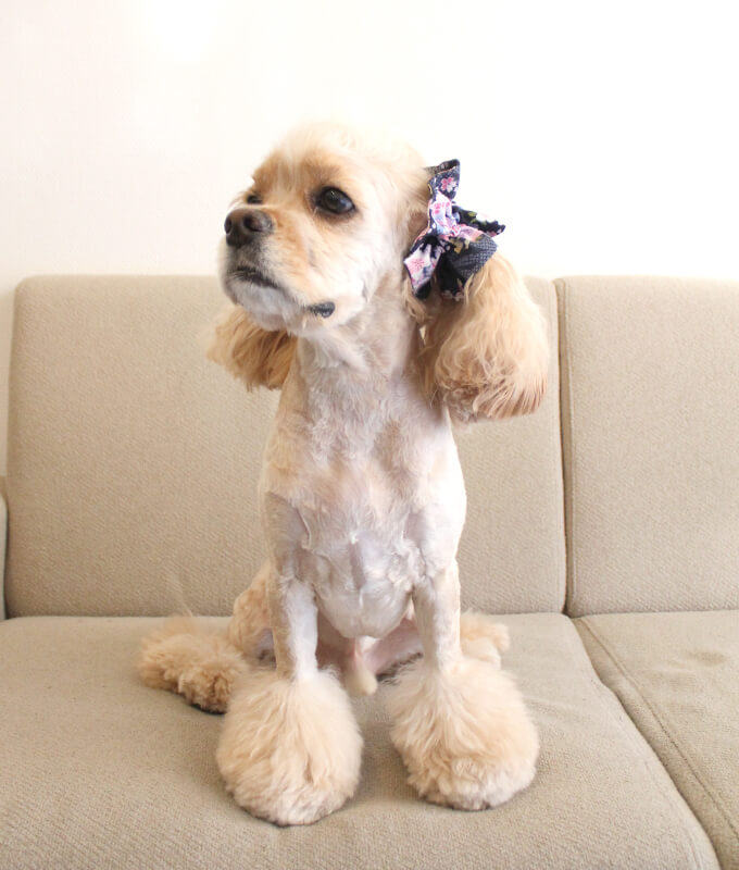 ����ꥫ�󥳥å������ѥ˥��뤬���Ѥ����ڥܥ�ܥ�ۥ��䡼���奷�� �º����꡼����ǻ���ˡ���켪�α��졦�����ڸ����ޤ����ĥ���ơ���Τ褦����ǥ롧���������Ĺ�����󥰥롧���ե��ξ�Ǥ����������