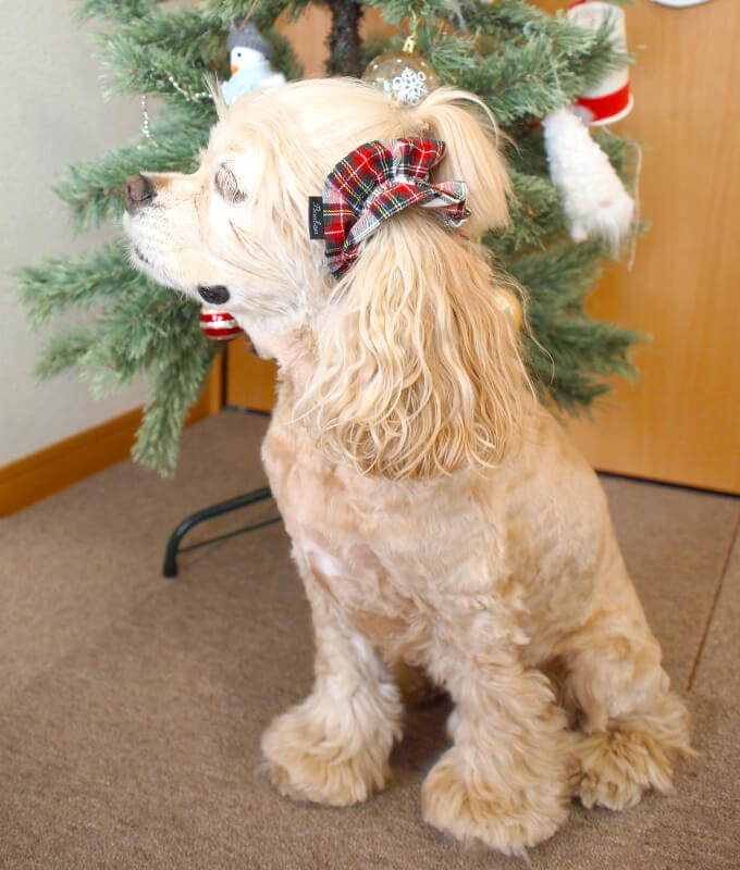 μ̤륤䡼奷 ꥹޥꡡ饷륿󡡥ۥ磻ȥꥹޥ󡡥ꥹޥĥ꡼