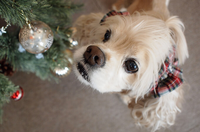 μ̤륤䡼奷 ꥹޥꡡ饷륿󡡥ۥ磻ȥꥹޥ󡡥ꥹޥĥ꡼夫