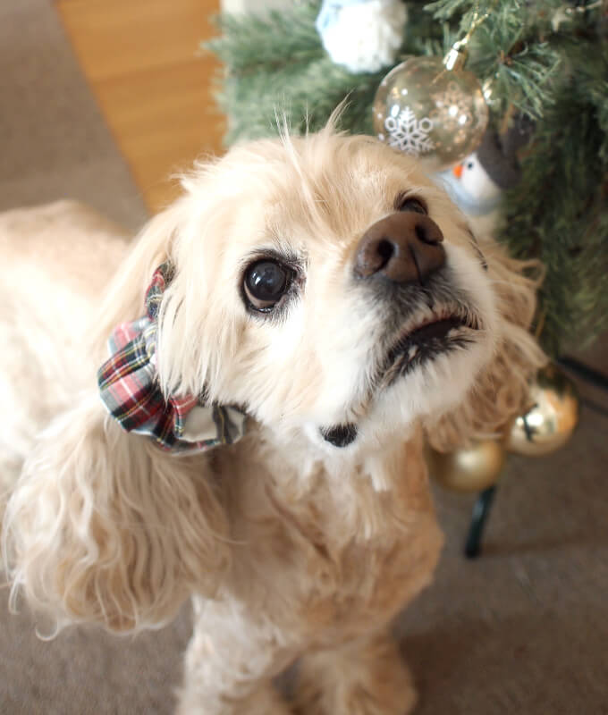 μ̤륤䡼奷 ꥹޥꡡ饷륿󡡥ۥ磻ȥꥹޥ󡡥ꥹޥĥ꡼Ф夫