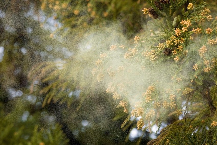 春の肌トラブルは「花粉」が原因！？ 「花粉症皮膚炎」とは