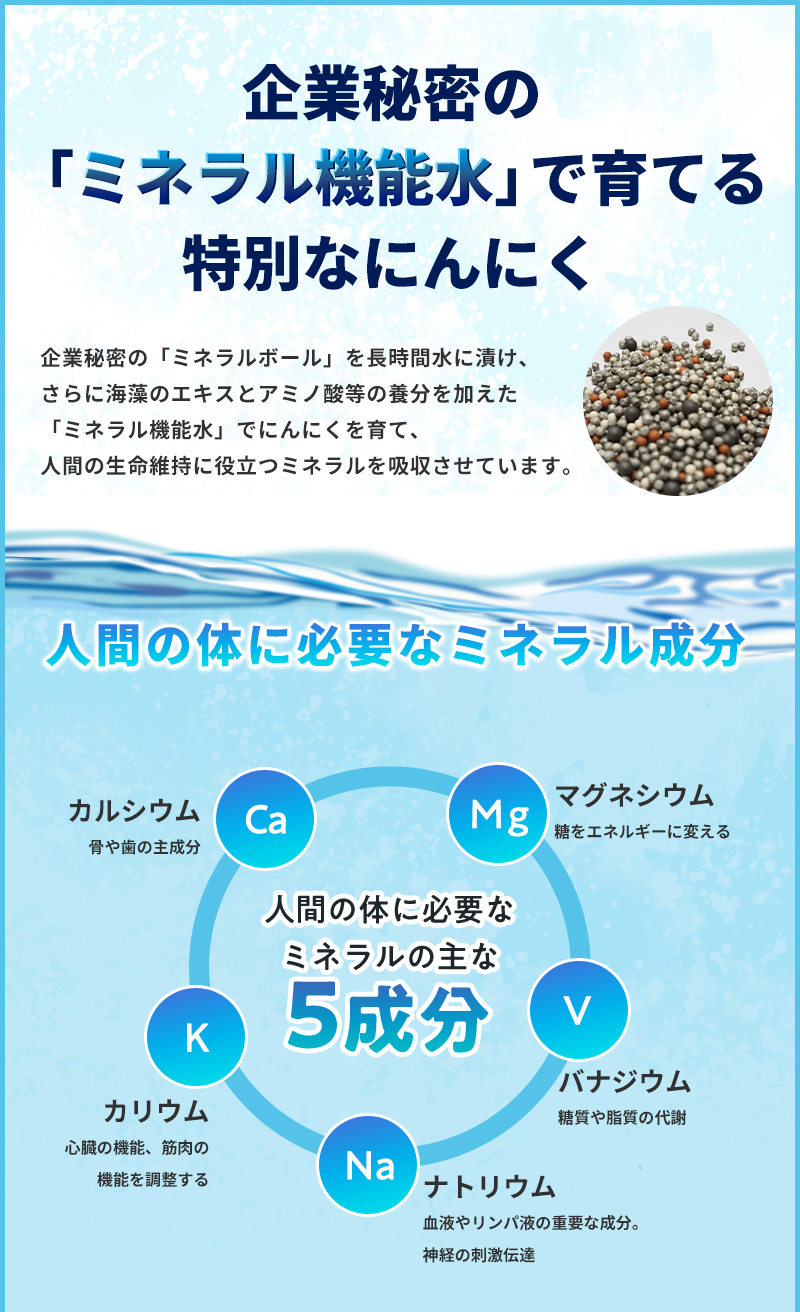 企業秘密のミネラル機能水で育てる特別なにんにく
