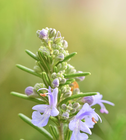 ローズマリー